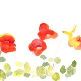 Nasturtiums