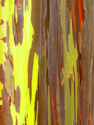 Eucalyptus Eucalyptus