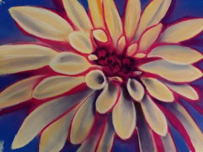 "Gazania" "Gazania"