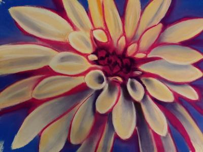 "Gazania"