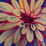 "Gazania"