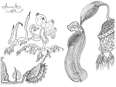 "Carnivore Plants" "Carnivore Plants"