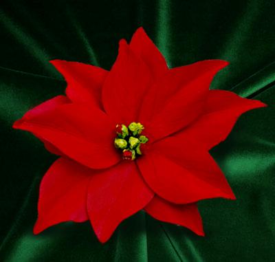 Red Poinsettia Pin Red Poinsettia Pin