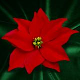 Red Poinsettia Pin