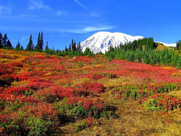 Mount Rainier National Park