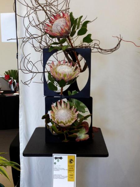 3rd Prize "Bright Outlook"  King Proteas