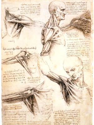 Anatomical studies of the shoulder