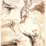 Anatomical studies of the shoulder