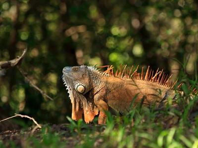 Orange Iguana with Dewlap Orange Iguana with Dewlap