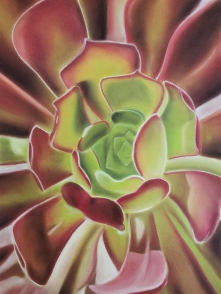 "Aeonium zwartkop #2"