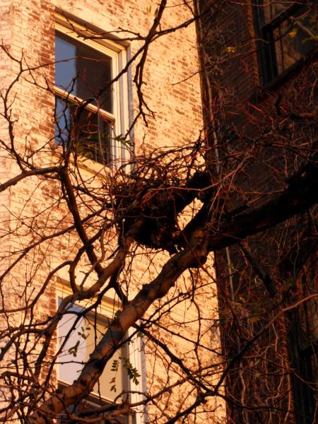 Nest on the Promenade