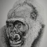 Cross River Gorilla