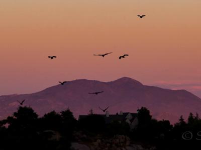 Crow Moonrise