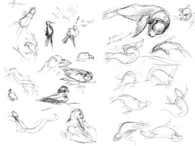 Galapagos sketches 11 Galapagos sketches 11