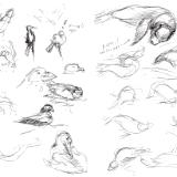 Galapagos sketches 11