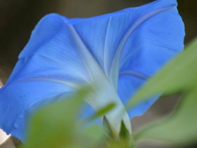 Morning Glory Undercarriage