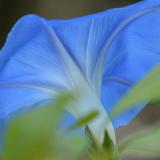 Morning Glory Undercarriage