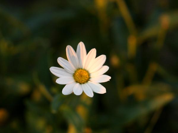 Daisy