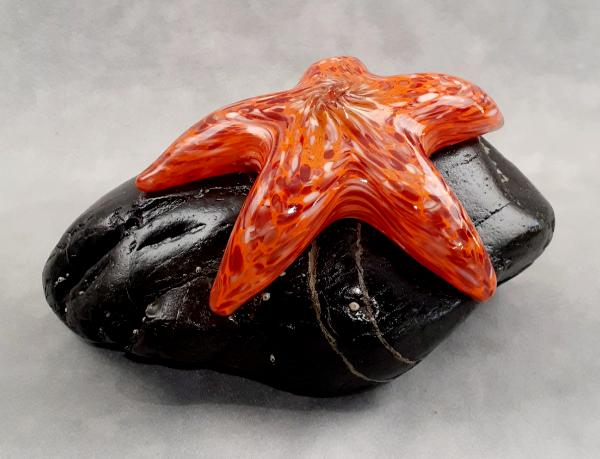 #08042512 Starfish on Rock 4''HX4.5''WX7.75''L $150.00