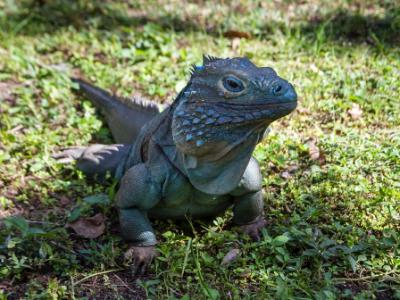 Male Blue Iguana in Shade Male Blue Iguana in Shade