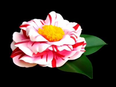 Camellia Oki No Nami Pin Camellia Oki No Nami Pin