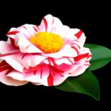 Camellia Oki No Nami Pin