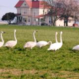 Swan Flock