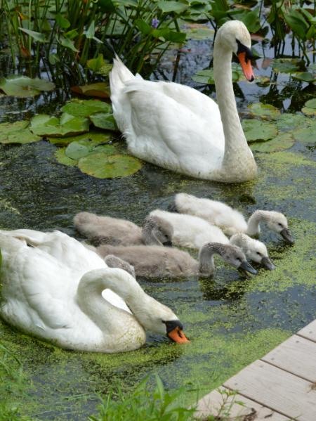 Meet the Swan Family