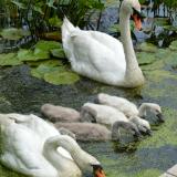 Meet the Swan Family