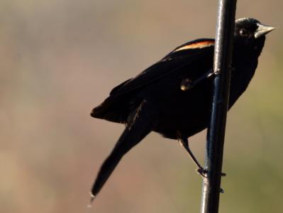 Red Winged Black Bird