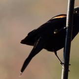 Red Winged Black Bird