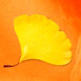 Ginkgo Leaf Pin