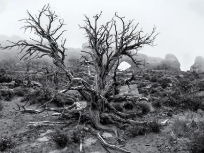 Cragly Tree Misty Morning Cragly Tree Misty Morning