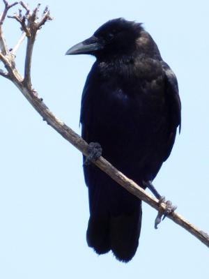 "Crow"