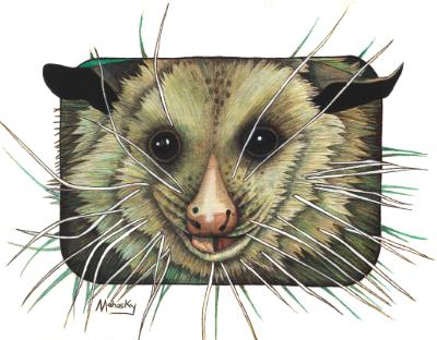 Virginia the Possum