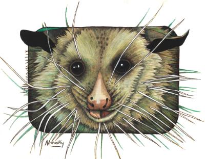 Virginia the Possum Virginia the Possum