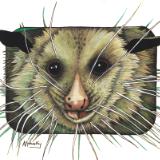 Virginia the Possum