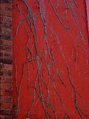 creeping vines creeping vines