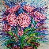 Carnations Expression 