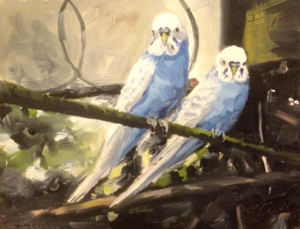 Blue Budgies, The Aviary, Swindon Old Town Gardens