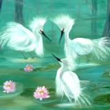 Snowy Egrets