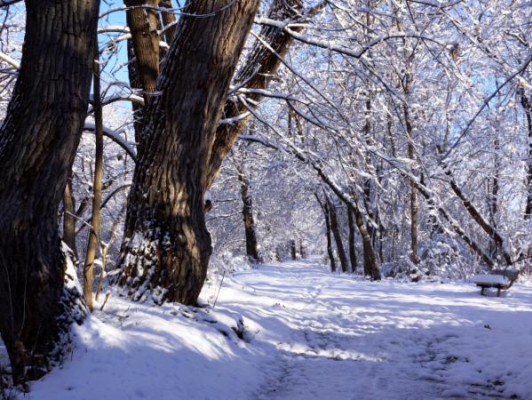 Winter Stroll