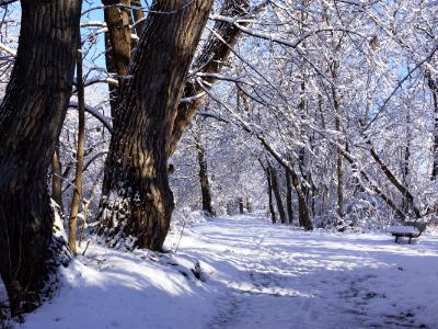 Winter Stroll Winter Stroll