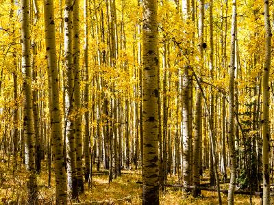 Aspen Grove Panorama in Autumn  (Click for full width)