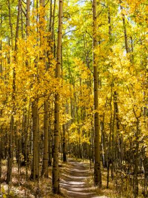 Aspens Line the Colorado Trail Aspens Line the Colorado Trail