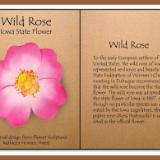Wild Rose, Iowa State Flower