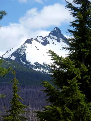 Mt. Washington Through the Trees