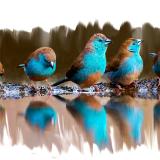 Blue Waxbills