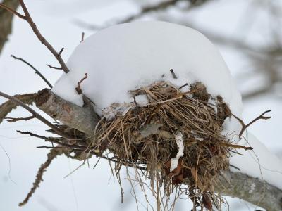 buried nest