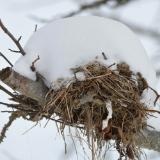 buried nest